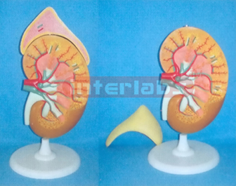 SUPER KIDNEY ANATOMICAL ENLARGED MODEL (2 PCS)